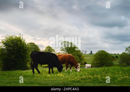 Les vaches bénéficient d'un pâturage luxuriant ouvert avec des butterbutterbuttertasses sauvages flanquées d'arbres sous un ciel bleu ciel nuageux et lumineux le matin du printemps sur le parc public de Westwood. Banque D'Images