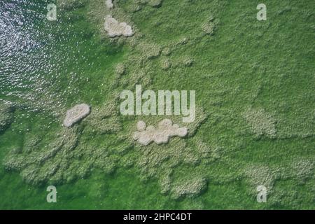 Motifs uniques de la mer Morte, Israël. Photographie aérienne Banque D'Images