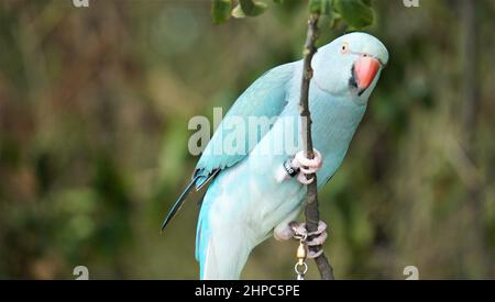 Magnifique perroquet assis sur la branche de l'arbre Banque D'Images