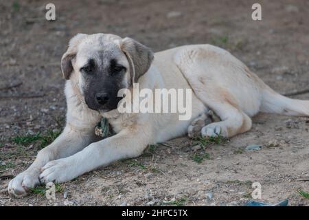 Le portrait d'un triste chien sans abri se trouve et regarde l'appareil photo. Chien à la recherche d'un propriétaire Banque D'Images