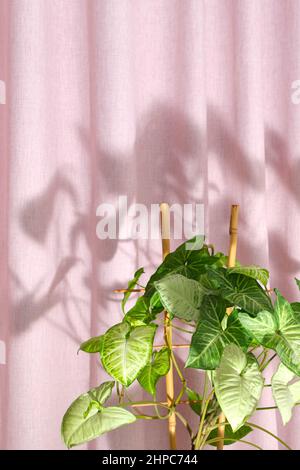 Gros plan feuilles vert clair de la plante du foyer syngonium podophyllum sur fond rose texturé, de belles ombres. Purificateur d'air. Simplicité, lignes épurées Banque D'Images