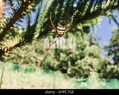 Gros plan de la femelle adulte Argiope versicolor, l'araignée croisée multicolore de Saint Andrew. Banque D'Images