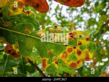 Mélange de galettes de boutons de soie et de galettes sur une feuille de chêne anglais (Quercus robur) causée par des guêpes de Galle Neuroterus numismali et Neuroterus quercu Banque D'Images