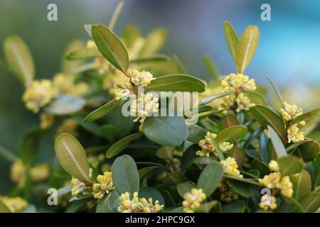 Buis en fleur. Buxus sempervirens avec des fleurs jaunes. Fleurs de Buxus jaune Banque D'Images