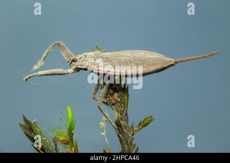 Scorpion d'eau (Nepa cinerea) Banque D'Images