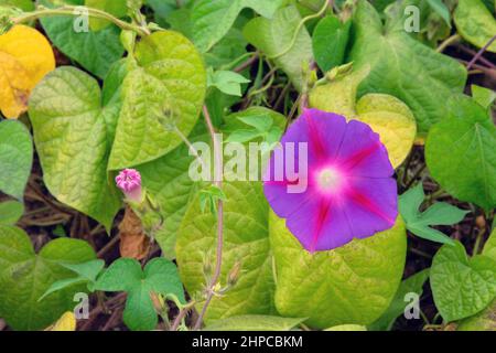 Ipomoea violacea dans l'agriculture et la récolte. Ipomoea violacea pousse dans un jardin rustique.gros plan. Banque D'Images