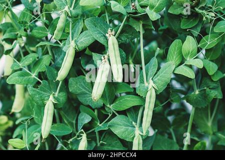 Gousses de pois verts sur la plante poussant dans le potager Banque D'Images