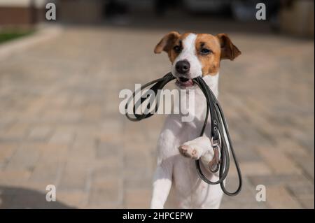 Chien donnant laisse au propriétaire à l'extérieur. Banque D'Images