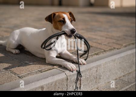 Le chien se trouve sur le trottoir avec une laisse dans sa bouche. Banque D'Images