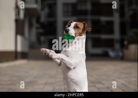 Chien Jack Russell Terrier tenant une balle verte à l'extérieur. Banque D'Images