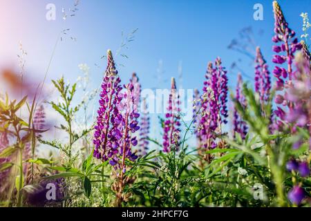 Fleurs de lupin pourpres des épis fleurissent dans le champ d'été. Paysage de prairie avec fleurs violettes le matin. Nature Banque D'Images