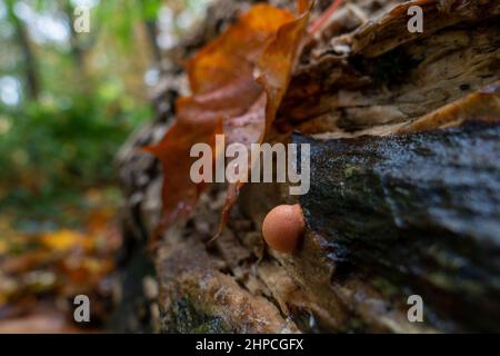 Lycogala epidendrum, (lait de loup ou limon de groening), est une espèce cosmopolite de myxogapride amoeba, souvent confondue avec un champignon, au Royaume-Uni Banque D'Images