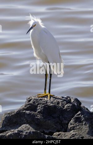 Egret enneigé sur le bord de l'eau. Réserve naturelle nationale Don Edwards SF, comté de Santa Clara, Californie, États-Unis. Banque D'Images