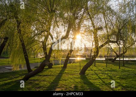 Saules dans le parc de la ville au printemps au coucher du soleil Banque D'Images