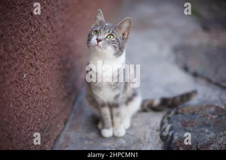 Un Chat Ecaille Assis Sur Le Cote De La Route Avec Une Tache Noire Sur Un œil A Mignon Et Calin Taverne Grecque Les Chats Sauvages Et Rebelles Photo Stock Alamy