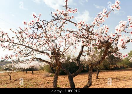 Champ avec des amandiers fleurit lors d'une journée ensoleillée avec le ciel bleu. Le printemps arrive. Banque D'Images