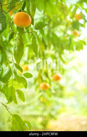 Branche d'arbre de mandarine avec fruits mûrs dans citrus grove, grenaille verticale Banque D'Images