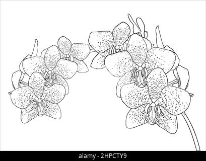 dessin de branche d'orchidée phalaenopsis sur fond blanc Illustration de Vecteur