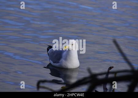 Goéland cendré Larus canus Banque D'Images