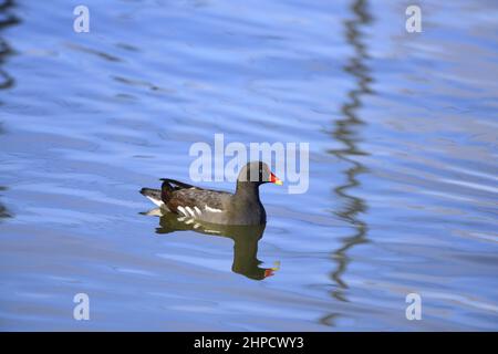 Gallinule poule-d'eau piscine Banque D'Images