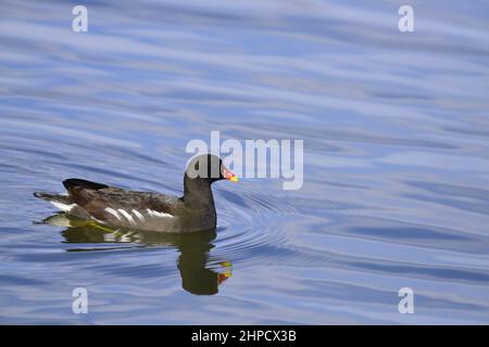 Gallinule poule-d'eau piscine Banque D'Images