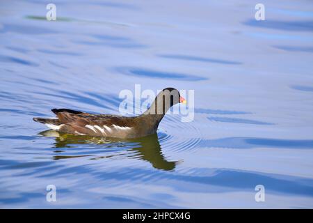 Gallinule poule-d'eau piscine Banque D'Images