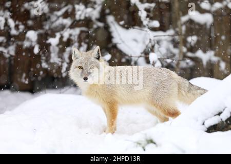 Renard corsac, Vulpes, dans l'habitat naturel, trouvé dans les steppes, les semi-déserts et les déserts en Asie centrale Banque D'Images