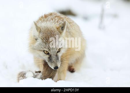 Renard corsac de Corse, Vulpes, dans l'habitat naturel avec des proies, trouvé dans les steppes, les semi-déserts et les déserts en Asie centrale Banque D'Images