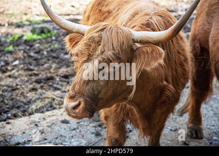 Vache écossaise de montagne dans le stall. Banque D'Images