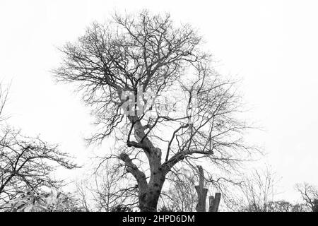 Considéré comme des images de beaux-arts photographies prises autour du parc de Bressingdon à Norfolk avec quelques mouvements intentionnels de caméra ICM pendant l'exposition. Banque D'Images