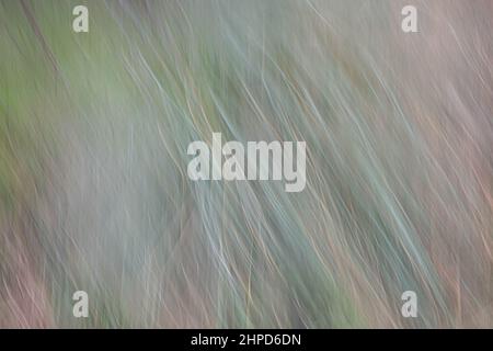 Considéré comme des images de beaux-arts photographies prises autour du parc de Bressingdon à Norfolk avec quelques mouvements intentionnels de caméra ICM pendant l'exposition. Banque D'Images