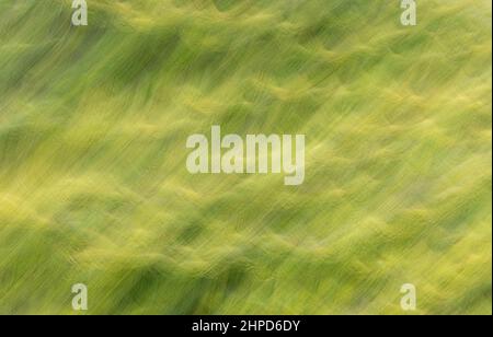 Considéré comme des images de beaux-arts photographies prises autour du parc de Bressingdon à Norfolk avec quelques mouvements intentionnels de caméra ICM pendant l'exposition. Banque D'Images