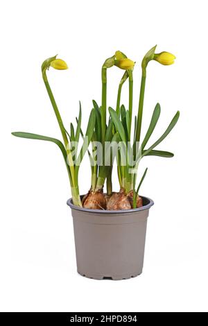 Bulbe de fleur de printemps 'Narcissus cyclamineus tête Bouclé' pas encore en fleur dans pot de fleur sur fond blanc Banque D'Images