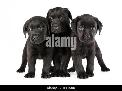 Trois petits chiots noirs de labrador Retriever se reproduisent isolés sur fond blanc Banque D'Images