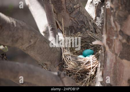 Les Robins nichent dans un pommier, des œufs bleus Banque D'Images