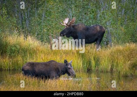 Orignal taureau et vache dans les étangs le long du chemin Moose-Wilson dans le parc national de Grand Teton, Wyoming. Banque D'Images