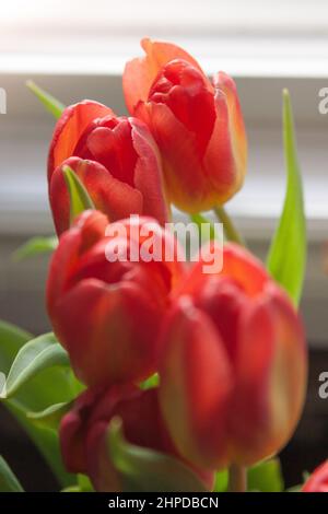 Bouquet de tulipes rouges Banque D'Images