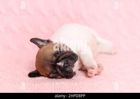 Drôle mignon chiot de boudogue français dormant sur couverture tricotée rose Banque D'Images