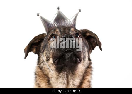 Gros plan portrait du visage du chien mongrel portant une couronne de princesse argentée isolée sur fond blanc Banque D'Images