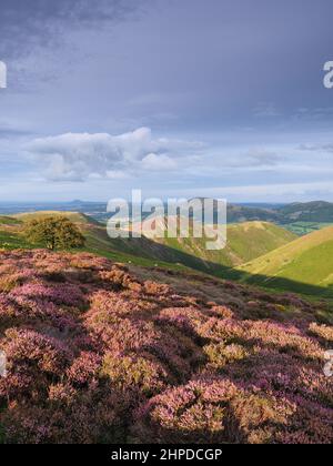 Vertical de la bruyère de floraison sur le long Mynd, Shropshire, Angleterre dans la soirée Banque D'Images