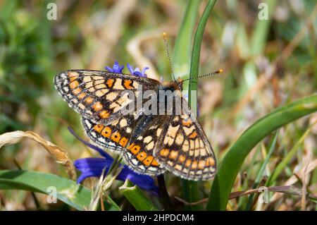 Papillon Fritillaire mâle sur une fleur de bluebell Banque D'Images