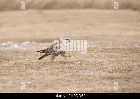 Serrug de Saker falcon Falco, homme adulte marchant sur l'herbe, Hortobagy, Hongrie, janvier Banque D'Images