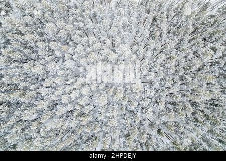 forêt d'hiver en pin et en sapin, vue sur le fond. solitude et solitude forêt norvégienne taïga sibérienne. Banque D'Images