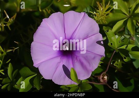 Aquarelle photographique d'une fleur de gloire du matin de la mauve Banque D'Images