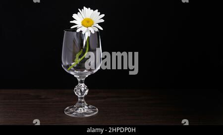 Fleurs de camomille dans une tasse de verre sur fond noir. Mise au point sélective. Banque D'Images