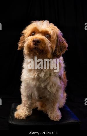 Magnifique chien mixte posé pour l'appareil photo. Banque D'Images