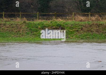 East Didsbury, Royaume-Uni. 20th févr. 2022. Si les niveaux d'eau de la rivière Mersey atteignent la ligne blanche (dans la vue), les vannes d'inondation seront ouvertes.Un avertissement d'inondation « colère à la vie » a été mis en place dans l'est de Didsbury alors que les niveaux d'eau de la rivière Mersey continuent à augmenter. On demande aux membres du public de la région d'être prêts à évacuer les lieux. Crédit : SOPA Images Limited/Alamy Live News Banque D'Images