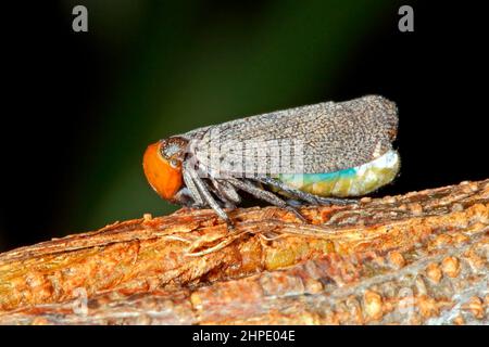 Planthopper, Hackerobrachys viridiventris. Adulte. Également appelée trémie de cliquetis à face verte. Coffs Harbour, Nouvelle-Galles du Sud, Australie Banque D'Images