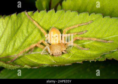 Badge Huntsman Spider, Neosparassus sp. Peut-être Neosparassus diana. Coffs Harbour, Nouvelle-Galles du Sud, Australie Banque D'Images