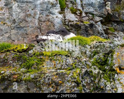 Cape Petrel, Daption capense, nichant sur une falaise dans Paradise Harbour, péninsule antarctique, Antarctique Banque D'Images